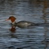Morcak velky - Mergus merganser - Common Merganser 2982u